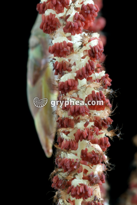 Peuplier blanc (Populus alba) - fleurs mâles (détail) - gryphea.com